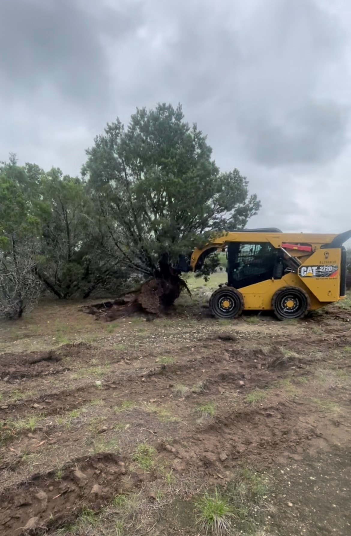 CAT skid steer uprooting tree during clearing in Burnet TX