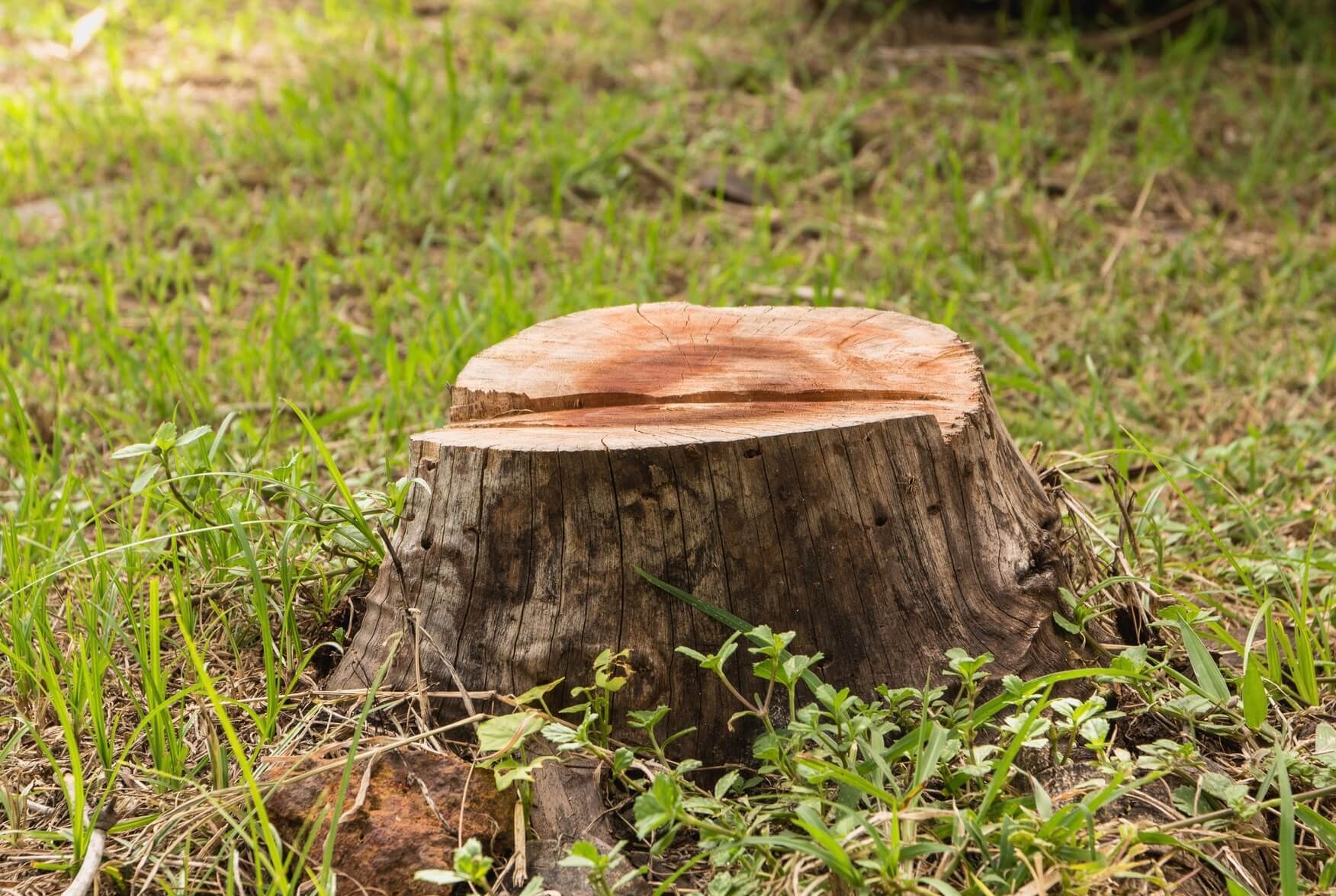 Fresh-cut tree stump ready for grinding — stump removal service Highland Lakes Texas