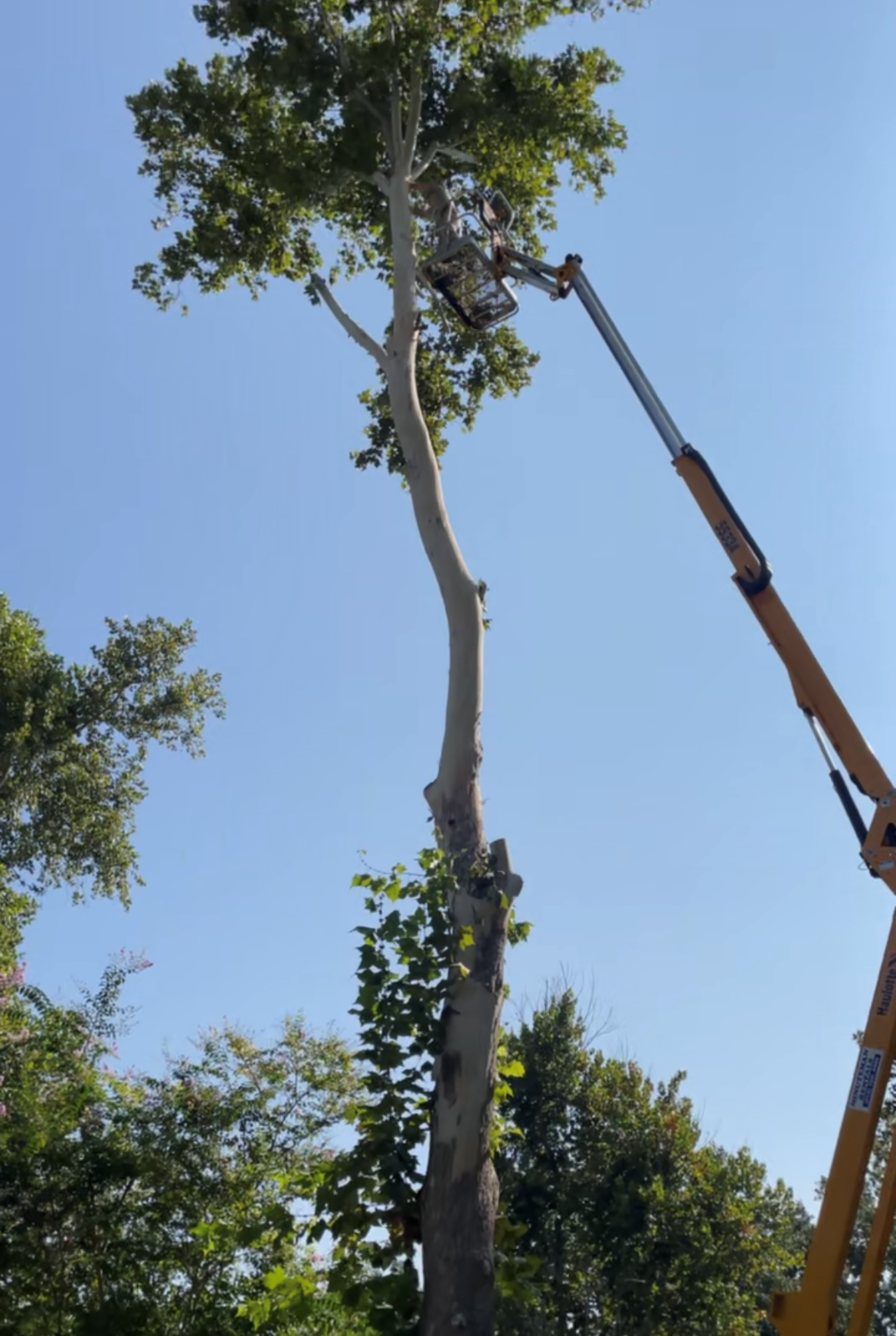 Flag Creek Tree Service crew in bucket truck trimming tall tree in Bluffton TX