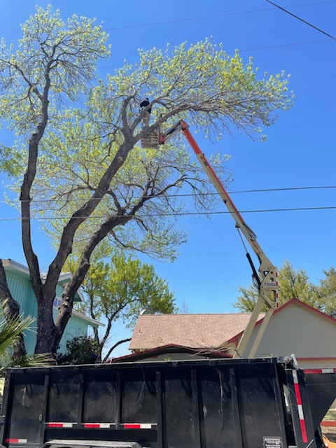 Crew trimming tree over waterway in Horseshoe Bay TX