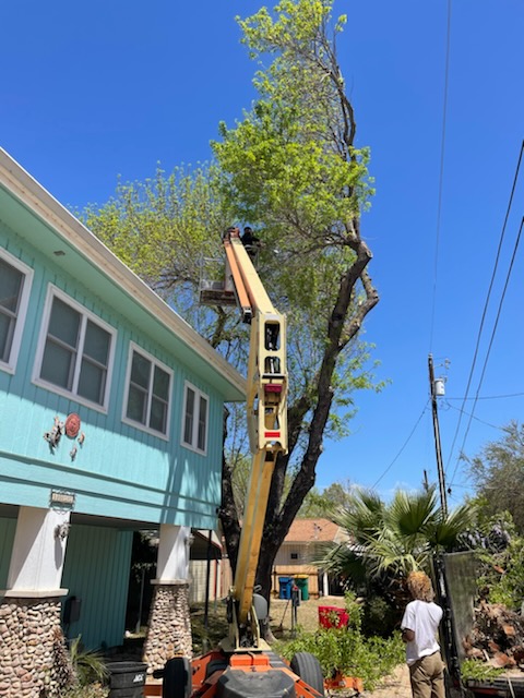 T500J boom lift trimming trees in Kingsland TX