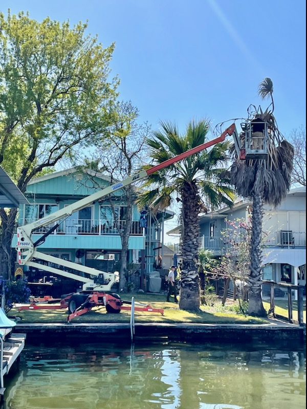Boom lift crew trimming palm trees at lakefront property in the Highland Lakes Texas